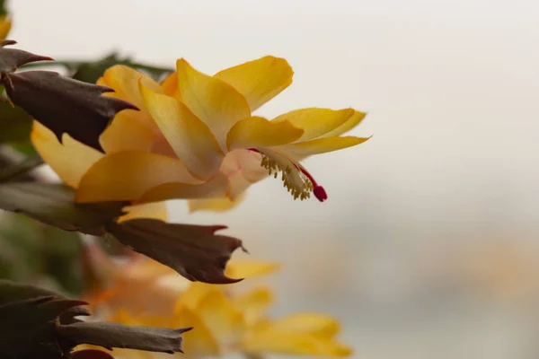 Large beautiful flower, houseplant, yellow-orange flower Crystal flower Decembrist or Varvarin flower. — Stock Image Large beautiful flower, houseplant, yellow-orange flower Crystal flower Decembrist or Varvarin flower. Royalty Free Stock Images