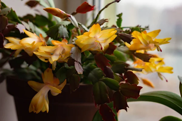 Кімнатні рослини на підвіконні з красивою жовто-помаранчевою квіткою, квітка Кришталева квітка Декабрист або квітка Варварин. Концепція дизайну інтер'єру Стокове Зображення