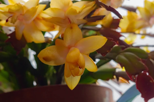 View of one large yellow-orange flower of the Decembrist or barbarian flower against the background of other flowers of this plant. Interior design concept. Yellow christmas cactus — Stock Image View of one large yellow-orange flower of the Decembrist or barbarian flower against the background of other flowers of this plant. Interior design concept. Yellow christmas cactus Stock Photo