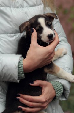 Kız bir bankta oturuyor ve tek eliyle ağızlık ile tutuyor, siyah ve beyaz ağızlıklı koyu renkli küçük bir köpek yavrusu. Evsiz Hayvanları Koruma Konsepti