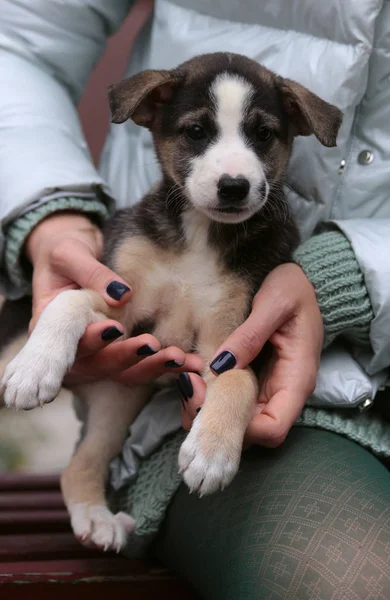 Kız bir bankta oturuyor ve elinde küçük bir köpek yavrusu tutuyor. Siyah beyaz bir yüzü var. Veteriner kliniğinde evsiz bir köpek yavrusu..