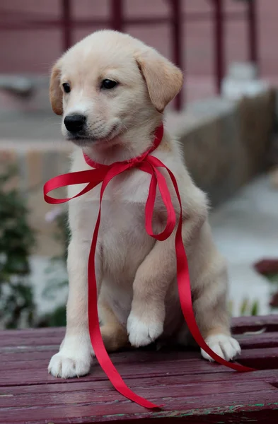 Yeni yılı olan komik beyaz köpek yavrusu, tahta bir bankta oturan kırmızı kurdele. Ayağını kaldırdı ve başka yere baktı.