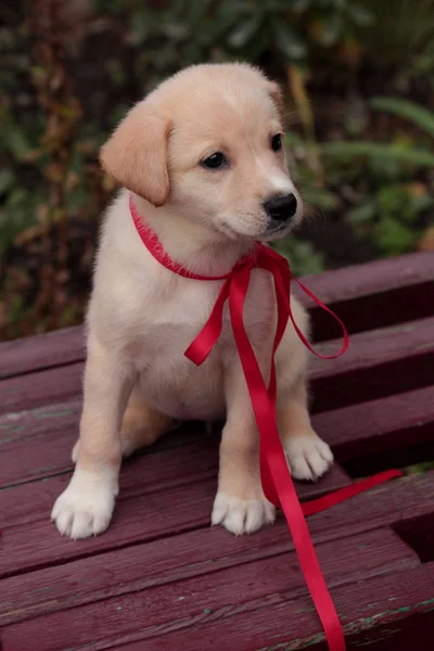 Küçük beyaz köpek yavrusunun yeni yıl manzarası ahşap bir bankta oturan kırmızı bir kurdele ve dikkatlice yan tarafa bakıyor.
