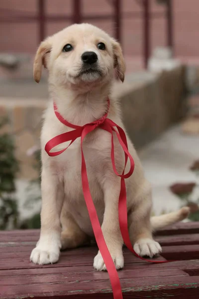 Yeni yıl kırmızı kurdeleli küçük beyaz bir köpek yavrusu ahşap bir bankta oturur ve dikkatlice ileriye bakar..