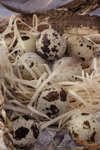 Pionowy widok przepiórczych jaj leżących w gnieździe. — Zdjęcie stockowe