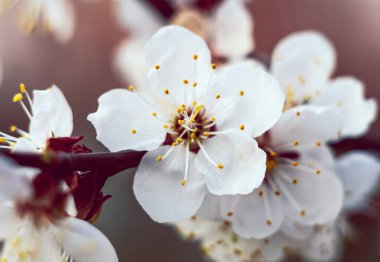 Baharın parlak bahçesindeki kiraz çiçeğine yakın çekim. Açık arkaplan ve güzel bulanık.