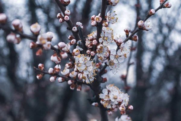 Großer Zweig Eines Kirschbaums Blühenden Hintergrund — Stockfoto