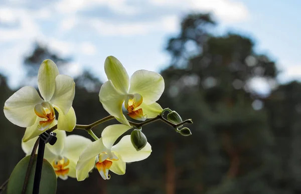 Large Branch Yellow Orchid Flower Background Forest Blue Sky Symbol — Stock Photo, Image
