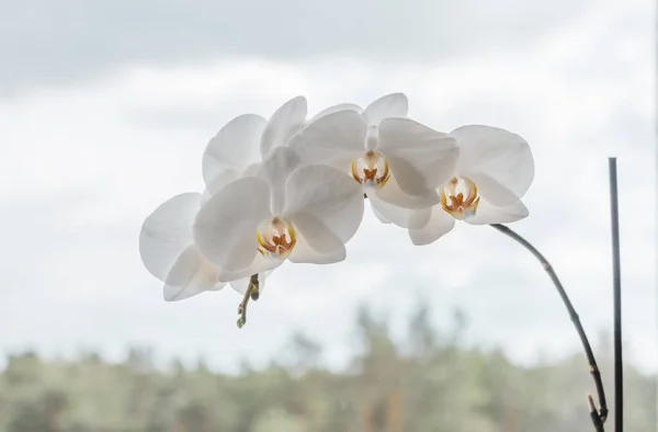 Large Branch White Orchid Flower Sky Concept Purity Nature Environment — Stock Photo, Image