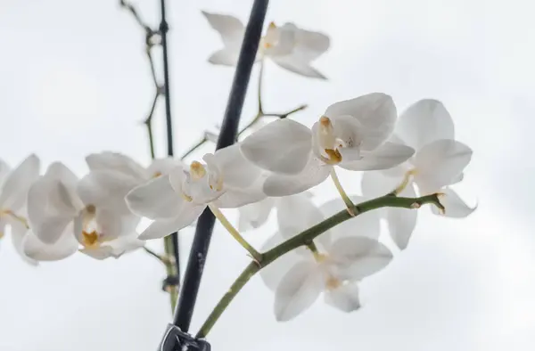 Grande Ramo Fiore Orchidea Bianco Uno Sfondo Leggero Bellezza Purezza — Foto Stock