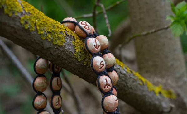 Signs Predicting Fate Future Runes Futhark Tree Which Were Created — Stock Photo, Image