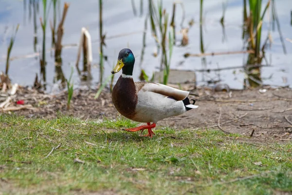 Mallard duck on a pond walks along the shore. Mallard or wild duck lives on a lake in a park.