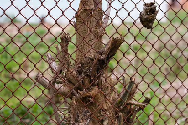 Destruição Terra Resto Árvore Está Coberta Com Fio Ferro — Fotografia de Stock