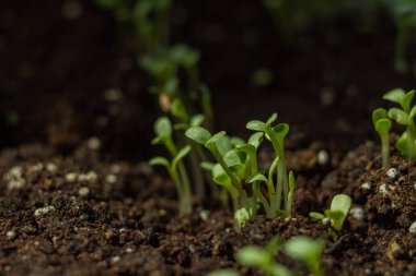 Toprakta filizlenen marul filizlerine yakın plan. ev serası, bulanık efekt ve makro