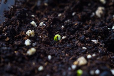 Yerden küçük bir filiz çıkar. Organik tohum, yeşil bitki üretimi, yeni yaşam konsepti