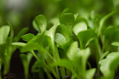 Toprakta filizlenen marul filizlerine yakın plan. ev serası, bulanık efekt ve makro