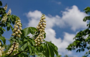 Mavi gökyüzü ve beyaz bulutların arka planında çiçek açan bir kestane dalı. Kiev, Ukrayna. Kestaneler şehri