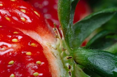 Anten, tohumlar ve çilek kuyruğu çok yakından görülüyor. Bahar meyveli çilekler