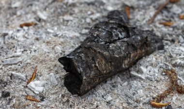 Yanmış kütüklerin geri kalanı yangının küllerinde yatıyor. Toplu yangınlar, doğa ve çevrenin tahrip edilmesi sorunu, hayvan.