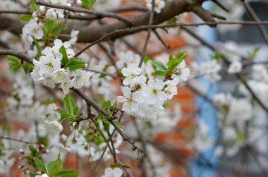 Güzel, kiraz çiçekleriyle dolu büyük bir dala yakın çekim.