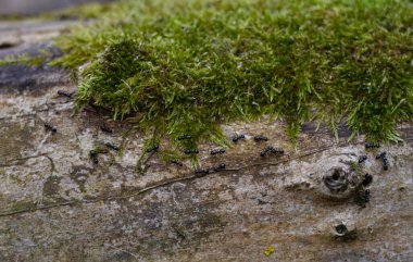 Bir grup siyah karınca ağaçta sürünür ve yakın plan çalışırlar.