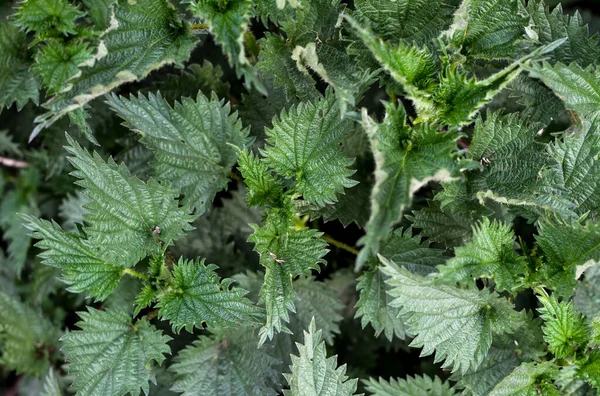 Top View Nettle Green Grass Bushes Herbs Nature Nettle Background — Stock Photo, Image