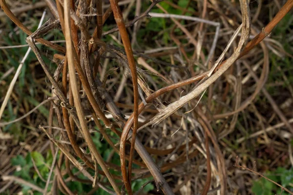 Närbild Fotografi Torra Grenar Vinranka Beige Bakgrund — Stockfoto