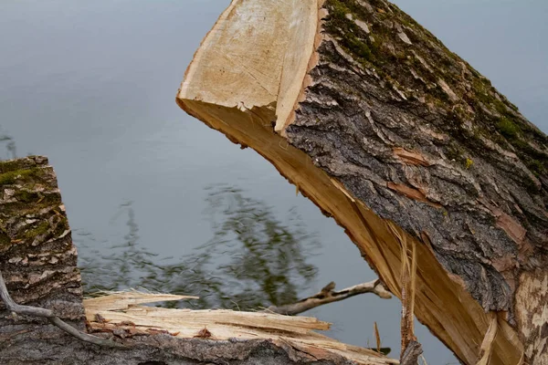 Partie Grand Arbre Sec Brisé Qui Trouve Dans Les Eaux — Photo