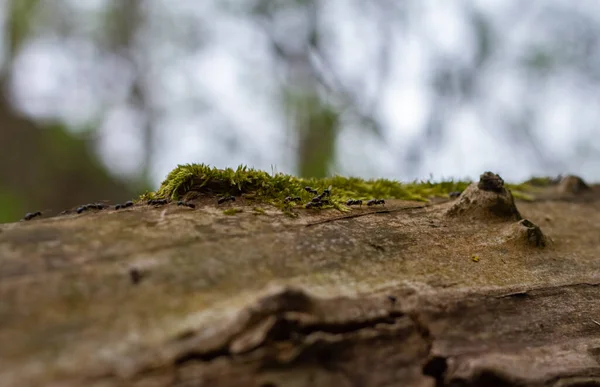 Várias Formigas Negras Atravessam Árvore Formiga Carrega Pulgões Comida Formigas — Fotografia de Stock