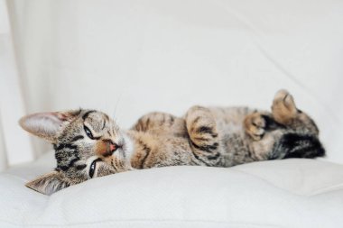 Genç Avrupalı Shorthair kedisi beyaz arka planda oturuyor.