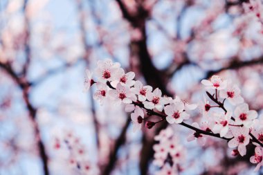 Kiraz çiçekleriyle güzel bahar arkaplanı.