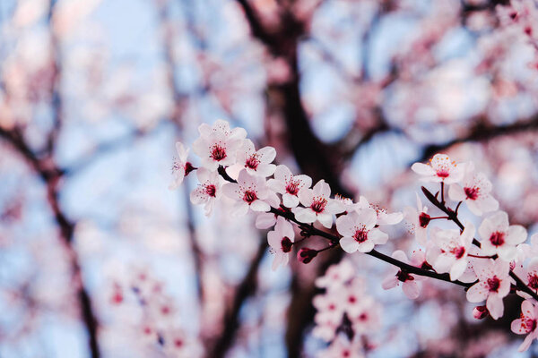 Красивый цветочный весенний фон с цветами вишни
.