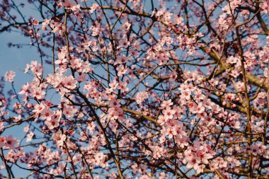 Kiraz çiçekleriyle güzel bahar arkaplanı.
