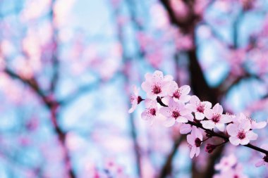 Baharda çiçek açan ağaçlar. Güzel pembe badem çiçekleri.