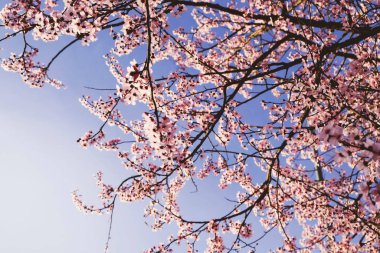 Güzel pembe bahar çiçekleri mavi gökyüzüne karşı.