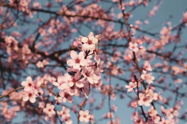 Pembe çiçekli erik ağaçları güneşli bir günde çiçek açar..
