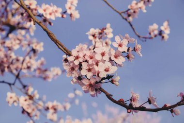 Pembe çiçekli güzel bir dal, yakın plan..