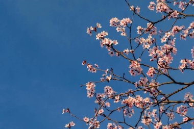 Güzel kiraz ağacı çiçekleri ve mavi gökyüzü, güneşli bir gün.