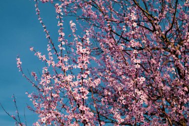İlkbaharda çiçek açan pembe çiçekler. Bahar çiçeği arkaplanı.
