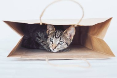 Genç Avrupa Shorthair kedisi bir kese kağıdının içinde oynuyor ve saklanıyor. Uskumru tekir ceket rengi. Şirin, oynak bir kedi yavrusu. Boşluğu kopyala.