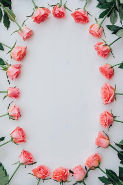 Taze pembe güllerin çerçevesi beyaz arka planda tamamen çiçek açmış..