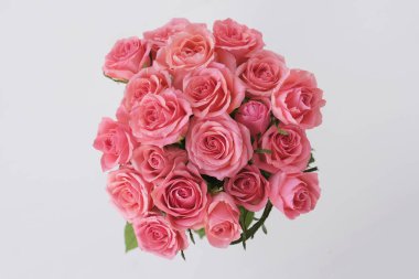 Beyaz arka planda çiçek açmış güzel pembe güller..