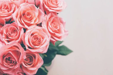 Beyaz arka planda çiçek açmış güzel pembe güller, yakın plan..