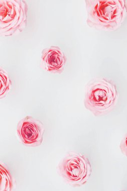 Beyaz arka planda güzel açan pembe güller, üst manzara..