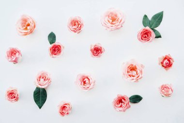 Güzel taze mercan pembe bahçe gülleri beyaz arka planda çiçek açarlar..