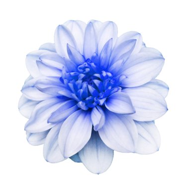 Güzel, beyaz ve mavi renkli yıldız çiçeği beyaz arka planda soyutlanmış..