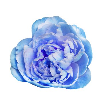 Güzel, açık mavi renkli şakayık çiçeği beyaz arka planda soyutlanmış..