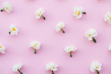 Pastel pembe arka planda güzel taze nergis çiçekleri, üst manzara. Bahar çiçekleriyle çiçek deseni. Düzleştirme biçimi.