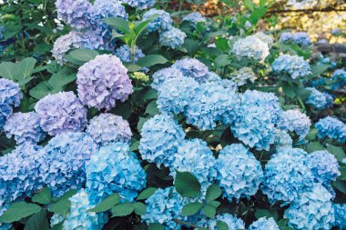 Bahçede açan güzel mavi ortanca çiçekleri. Çiçekli yaz geçmişi.