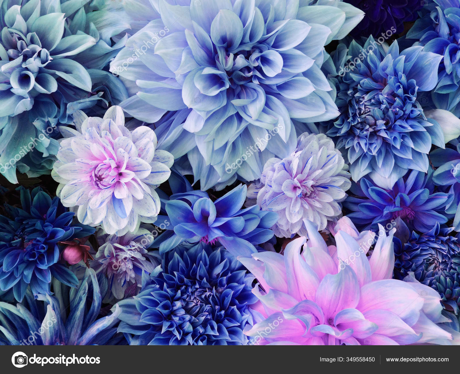 Flores de flor completa fotos de stock, imágenes de Flores de flor completa  sin royalties | Depositphotos